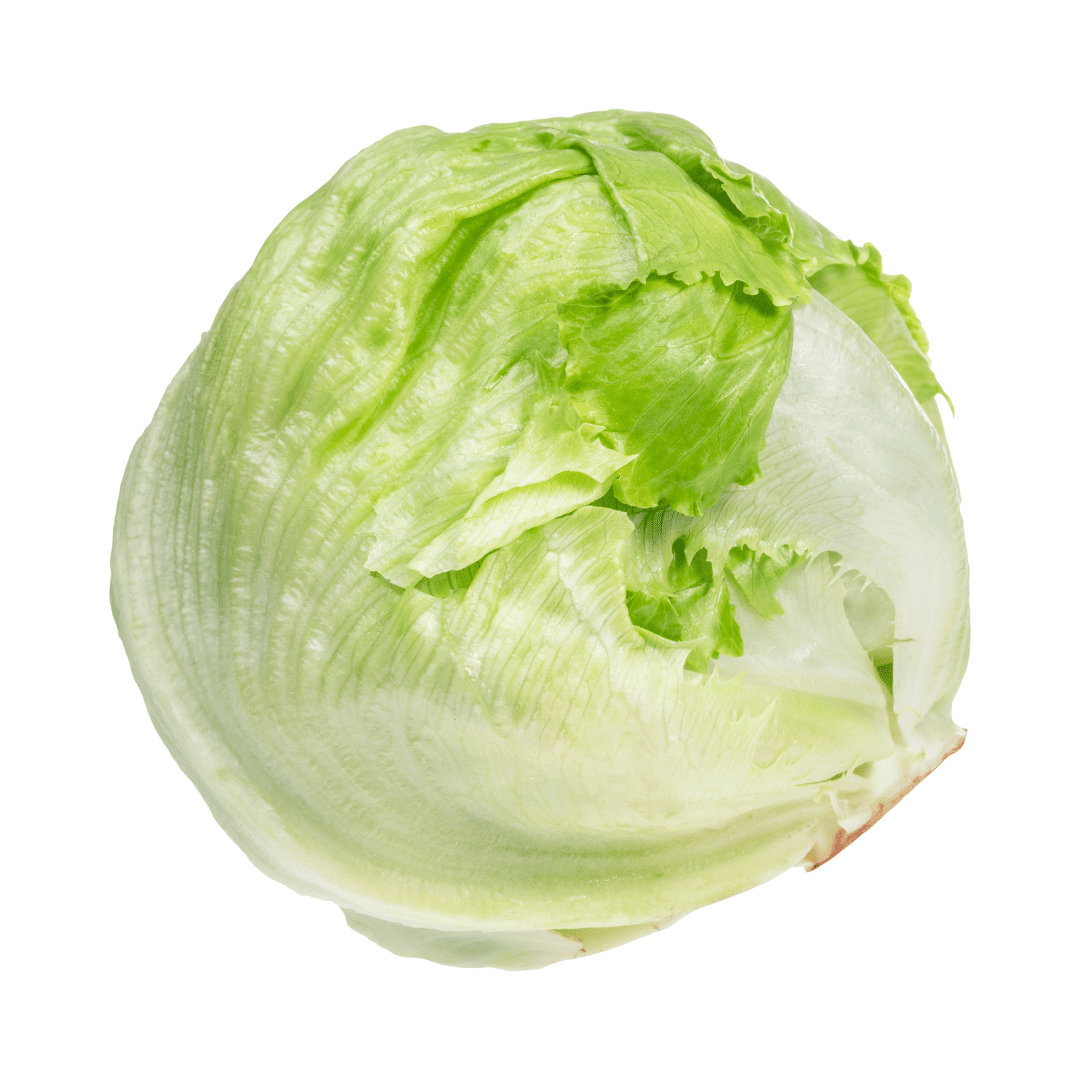LECHUGA BATAVIA