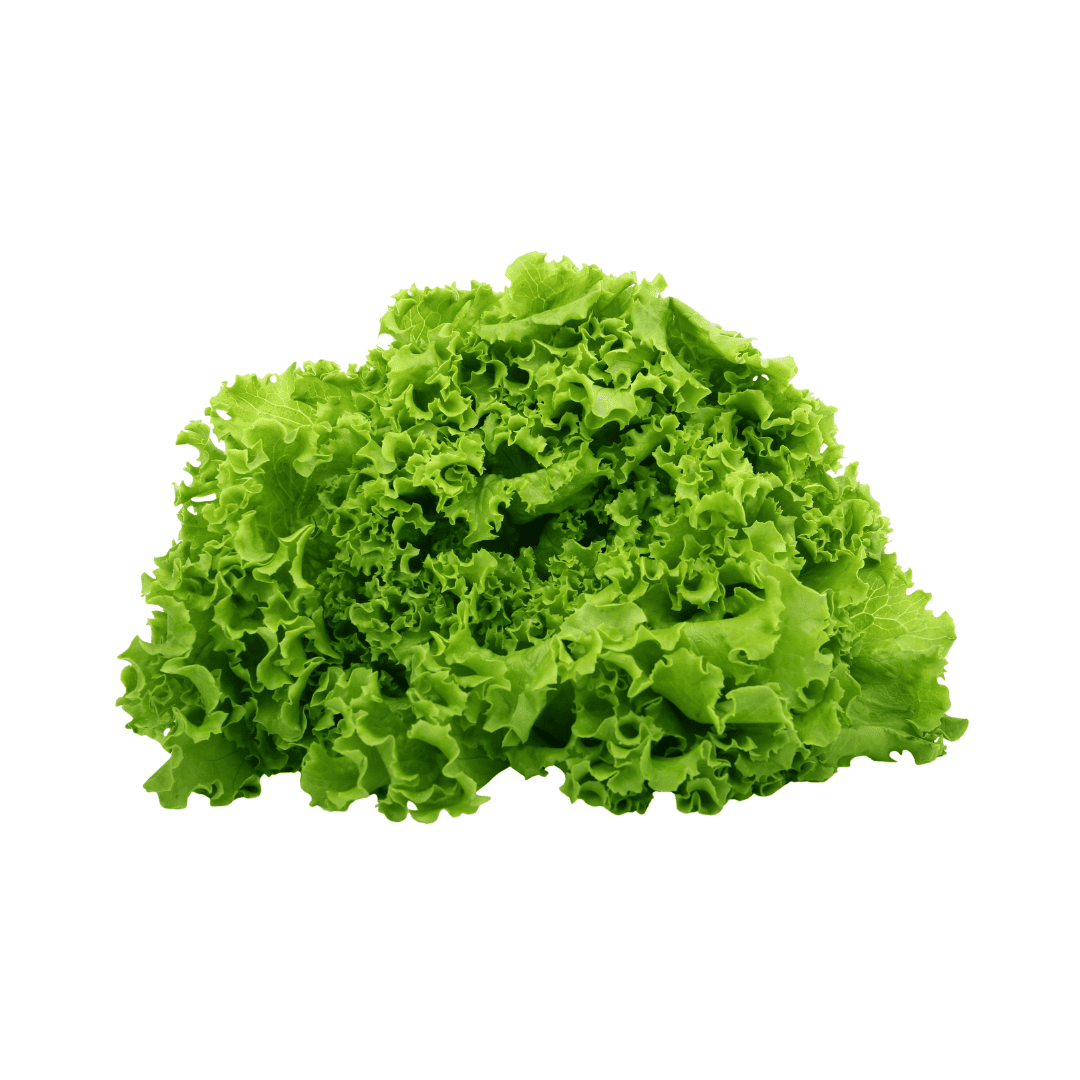 LECHUGA CRESPA