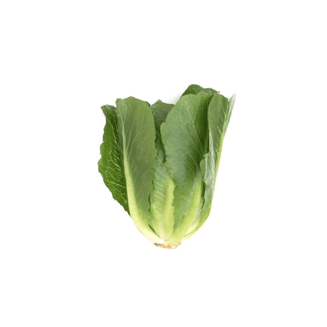 LECHUGA ROMANA