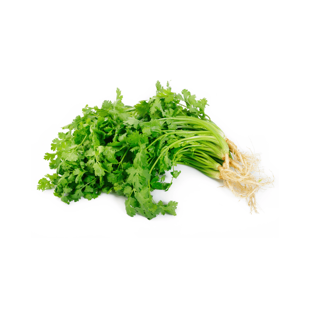 CILANTRO